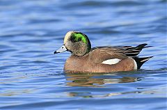 American Wigeon